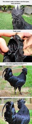 Meet The Kadaknath The Most Metal Chicken Ever Cute Animals Cute Funny Animals Metal Chicken