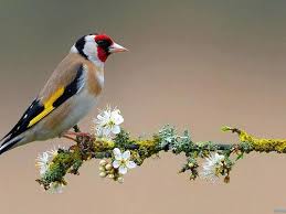 1pic4u Hintergrund Vogel Vogel Als Haustiere Goldfink