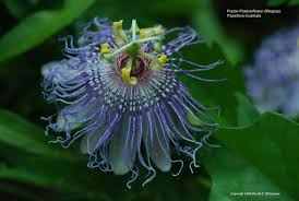 The flowers are prolific with two larger lower petals in a dazzling shade of blue and two smaller petals on the top that are white. Us Wildflower S Database Of Blue Wildflowers For Kansas