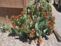 What gourd has bright orange flowers? Orange Flowered Opuntia Lindheimeri Plants Orange Flowers Succulents
