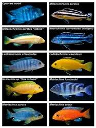 Cichlid Wholesale Price Mandi Rate For Cichlid Fish