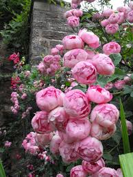 The Ballerina Rose Bush A Modern Shrub Rose Has Pink Rose Flowers That Looks L Blumen Fur Garten Pfingstrosen Garten Schone Blumen