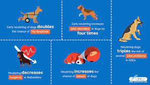 Most people hear that you should spay or neuter your puppy as soon as possible (as young as 6 months old), so as to diminish the for example, if the femur has achieved its genetically determined normal length at 8 months when a dog gets spayed or neutered, but the tibia, which normally stops. Pros And Cons Of Neutering Or Spaying Your Dog Backed By Science