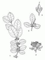 Image result for Cassipourea