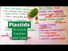 What Is The Function Of Plastids? - Types And Their Functions -  Geeksforgeeks