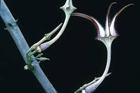 Image result for Ceropegia cyperifolia