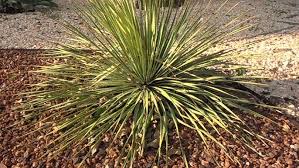 Image result for Dolichos sericeus