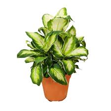 Image result for beautiful dieffenbachia