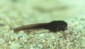 Tadpole Stage