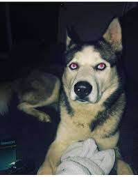 Has anyone seen my missing white husky in Kilmore?