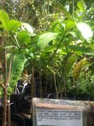 Image result for Vangueria sp.