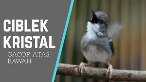 Vitamin kristal, merupakan suplemen kristal burung kicauan, diantaranya burung perkutut, derkuku. Ciblek Kristal Gacor Atas Bawah Youtube