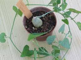 Image result for Kedrostis foetidissima