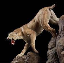 Life Reconstruction Of Smilodon An Extinct Sabertooth Cat Denver Museum Of Nature Science 2013 Prehistoric Animals Extinct Animals Ancient Animals