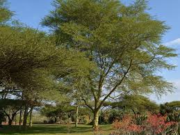 Image result for Acacia xanthophloea