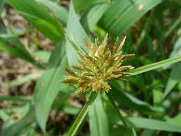 Image result for Pycreus chrysanthus