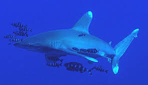 On the scene of a shipwreck and are believed to have eaten many of the crew of the rms nova scotia. Carcharhinus Longimanus Discover Fishes