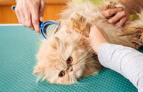 Either they are shaved out completely or they are combed out. How To Remove Mats From Cat Fur In 6 Easy Steps Hepper Matted Cat Fur Cat Fur Cats