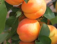 Fruits Et Legumes Corses Chambres D Agriculture Corse