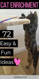 Cat Enrichment Diy 70 Indoor Cat Happiness Ideas In 2020 Indoor Cat Cats Dog Enrichment