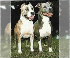 Our pit bull kennel is certified by the american pit bull registry, and we. Puppyfinder Com American Pit Bull Terrier Puppies Puppies For Sale Near Me In California Usa Page 1 Displays 10