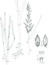 Image result for Echinochloa pyramidalis