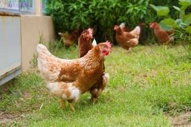 These 10 chicken breeds are the most popular and recommended breeds for beginners. The Best Chicken Breeds To Keep In Your Back Yard If You Live In The City Naturalnews Com