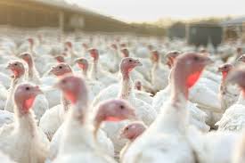 Check spelling or type a new query. A Disrupted Thanksgiving Leaves The Turkey Business Guessing The New York Times