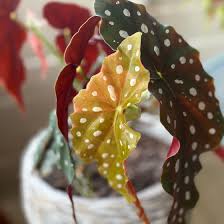 Image result for Begonia poculifera