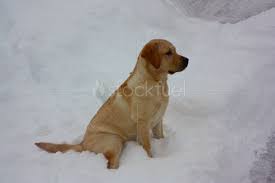 Yellow Lab Puppy Stock Photo Stockfuel