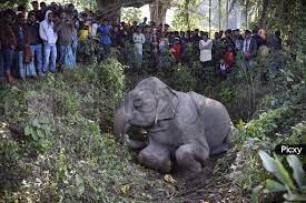 Image of Elephant After Hit By Train In Assam-TC166437-Picxy