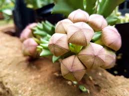 Image result for Orbea melanantha