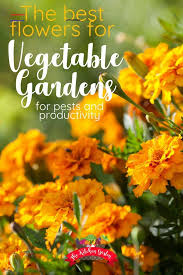 Get free vegetable garden plans from better homes and gardens. The Best Flowers For Vegetable Gardens Marigoldsingarden Don T Just Think Vegetables For Your Spring Summer Garde Mejores Flores Plantas Con Flores Huerto