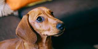 Listen to the audio pronunciation of dachshund on pronouncekiwi. Xcebrppf0eh9um