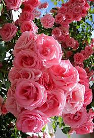 Flowers are popular subjects that provide lots of detail, have a variety of shapes and colors, work well with lighting, and they generally are very beautiful and pleasing to look at which provides a photographer with a lot to work with in order to make a. Pin On Flowers