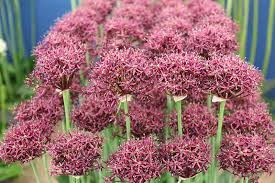Check spelling or type a new query. How To Grow And Care For Ornamental Alliums Gardener S Path