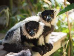 Black And White Ruffed Lemurs Debut Sacramento Zoo Sacramento Ca Zoo Babies Lemur Sacramento Zoo