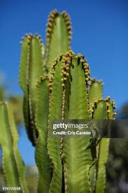 Image result for Euphorbia candelabrum