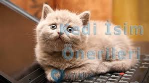 Erkek Kedi Isim Onerileri Vetbilgi