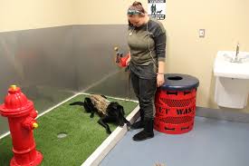 Their mascot is a cute black. St Louis Lambert International Airport Stl Pet Relief Areas Pet Friendly Travel