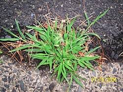 Image result for Digitaria calcarata