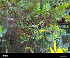 Image result for Hypericum revolutum