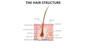 Anagen, catagen, telogen and exogen. Understanding Hair Growth Cycle Hair Growth Phases Cancer Hair Care