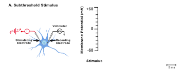Repolarization | Types, Summary, Structure & Conclusion