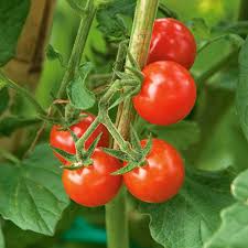 In cool, temperate or inland climates, sow or plant after the last frost. Tomato Matt S Wild Cherry White Flower Farm