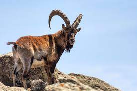 However, currently, the distribution of walia ibex is towards sebatminch in the eastern portion of the park which has more highlands available (figure 5). Rare Walia Ibex In Simien Mountains Ethiopia Photograph By Artush Foto