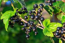 Dadurch können die johannisbeeren besser wasser aufnehmen und überstehen auch ein frühjahr, das trockener oder. Schwarze Johannisbeere Herkunft Anbau Co Plantura