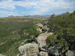 Image result for Melhania prostrata