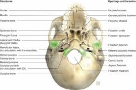 Origins, pathways & basic applied anatomy. The Head Chapter 3 Applied Anatomy For Anaesthesia And Intensive Care