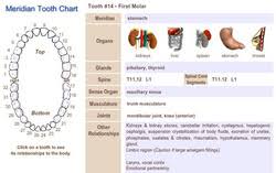 meridian tooth chart shows teeth and organ relationships